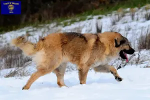 Read more about the article Caucasian Shepherd Dog Breeder and Puppies in Oregon