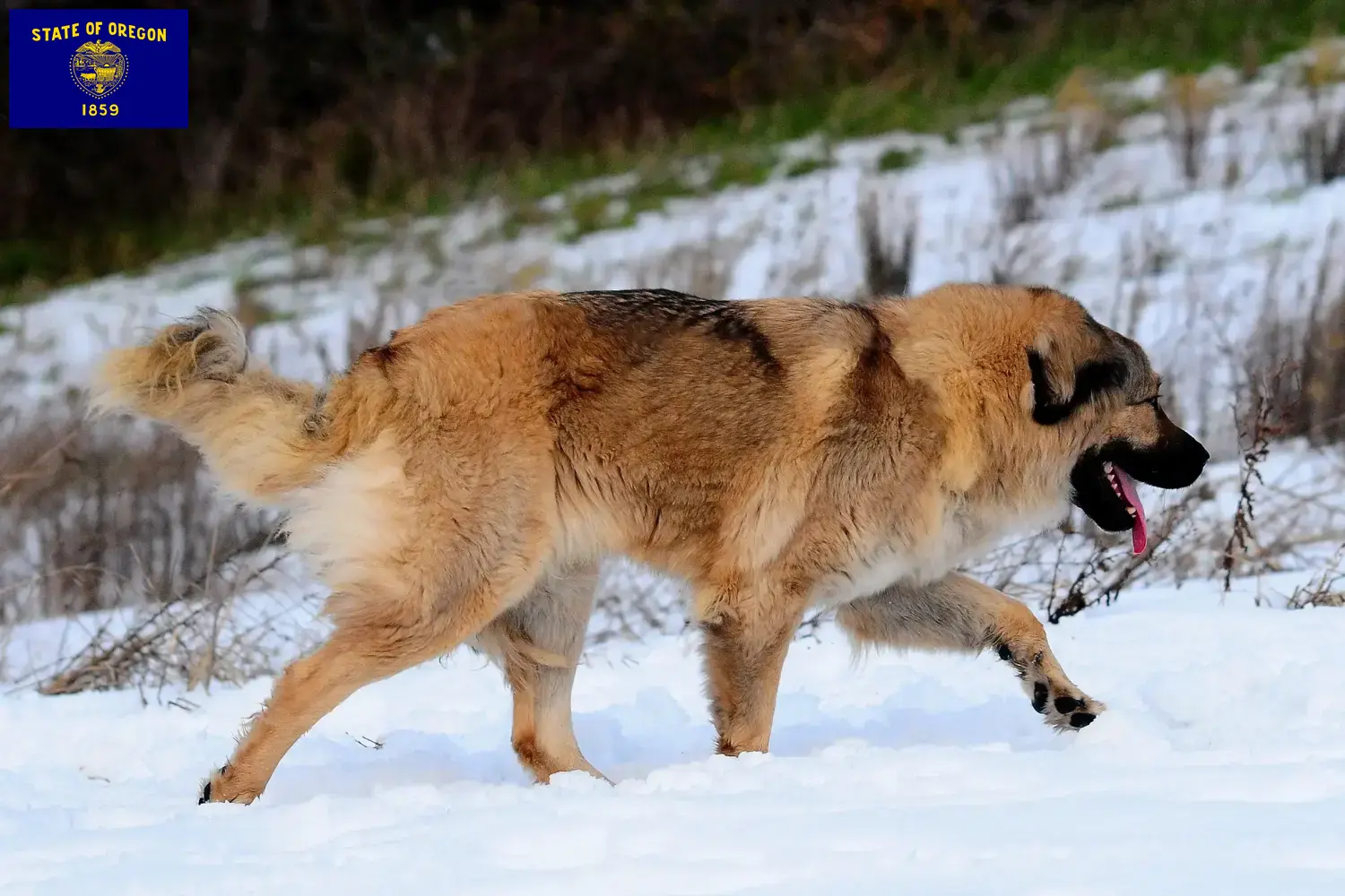 Caucasian Shepherd Dog Puppies and Breeder Oregon Find Caucasian Shepherd Dog breeders in Oregon.