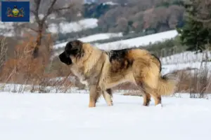 Read more about the article Caucasian Shepherd Dog Breeder and Puppies in Pennsylvania