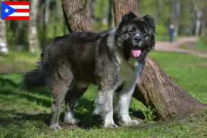 Read more about the article Caucasian Shepherd Dog Breeder and Puppies in Puerto Rico