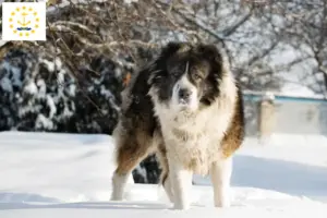 Read more about the article Caucasian Shepherd Dog Breeder and Puppies in Rhode Island