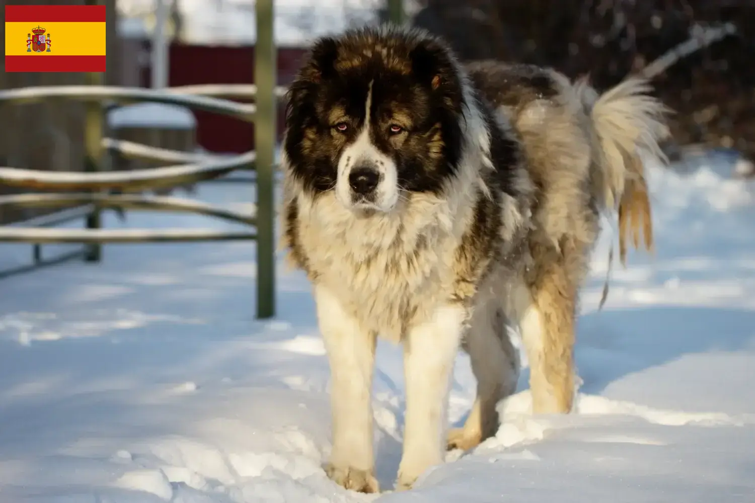 Caucasian Shepherd Puppies and Breeder Spain Find Caucasian Shepherd Dog breeders in Spain.