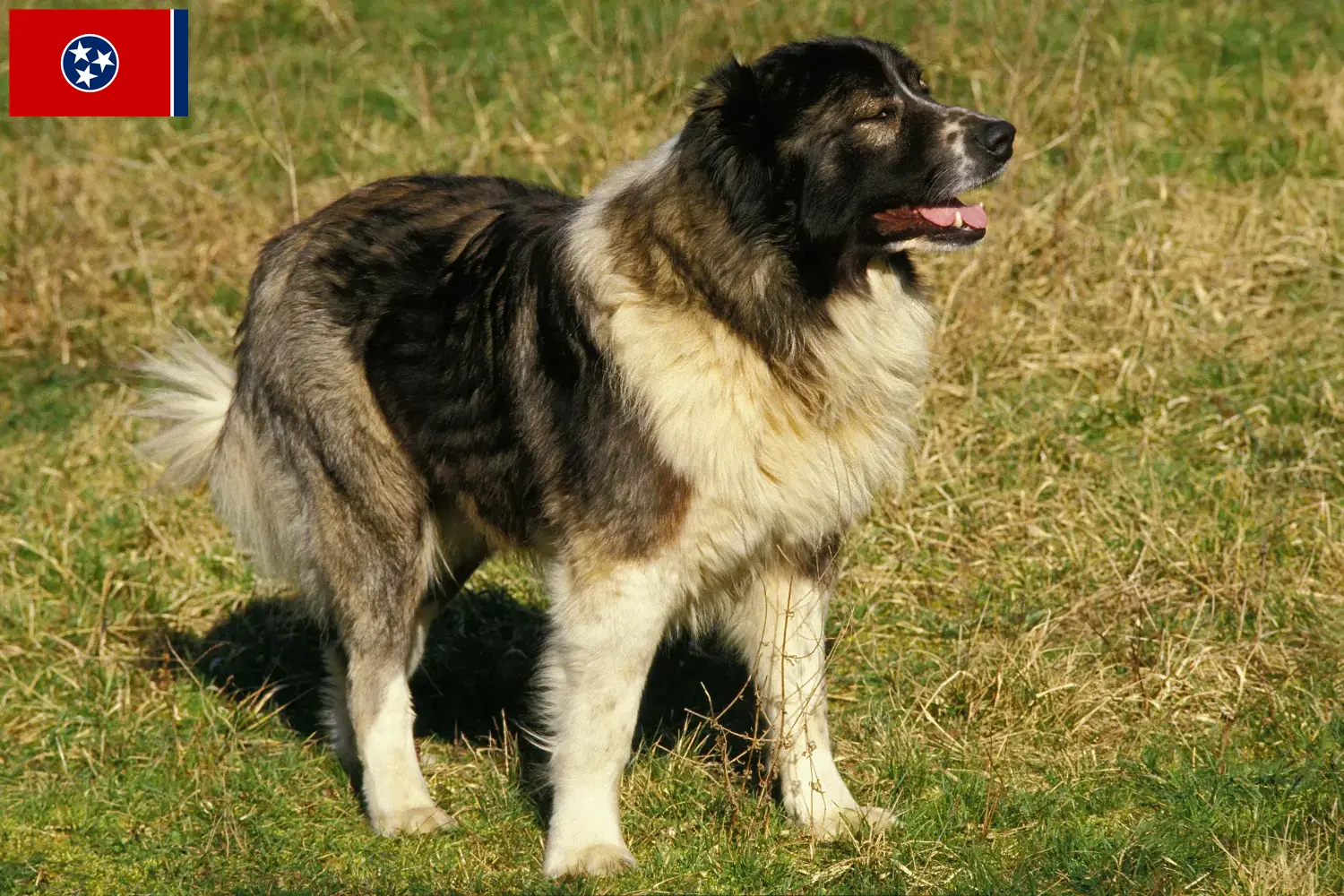 Caucasian Shepherd Puppies and Breeder Tennessee Find Caucasian Shepherd Dog breeders in Tennessee.