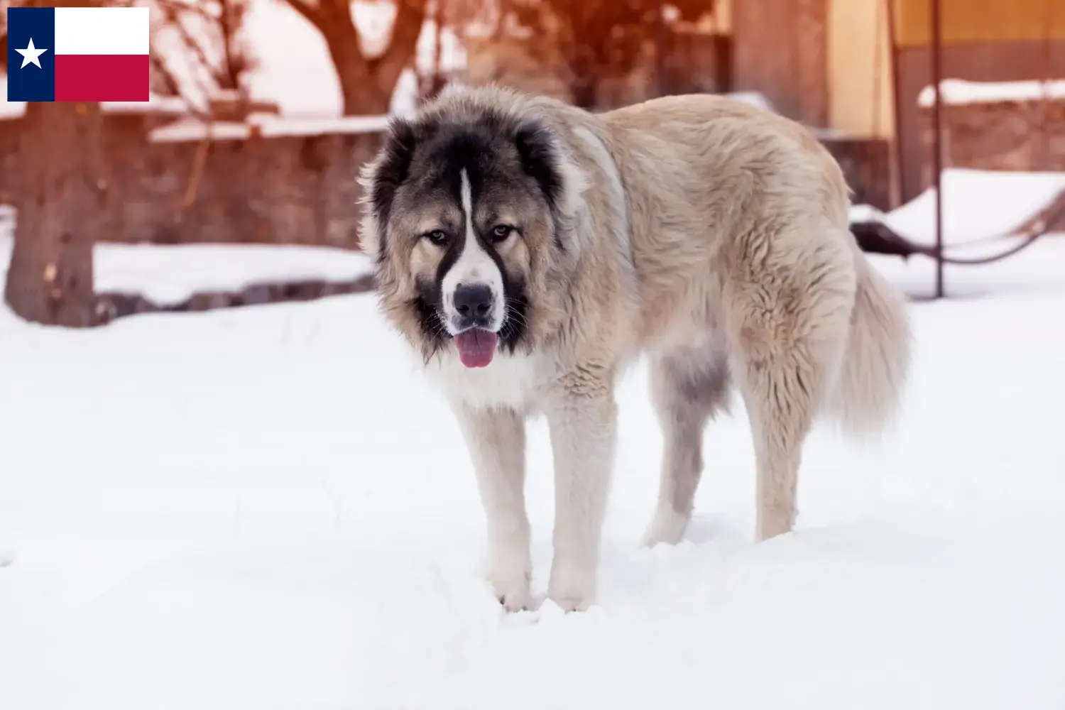 Caucasian Shepherd Dog Puppies and Breeder Texas Find Caucasian Shepherd Dog breeders in Texas.