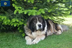 Read more about the article Caucasian Shepherd Dog Breeder and Puppies in Vermont