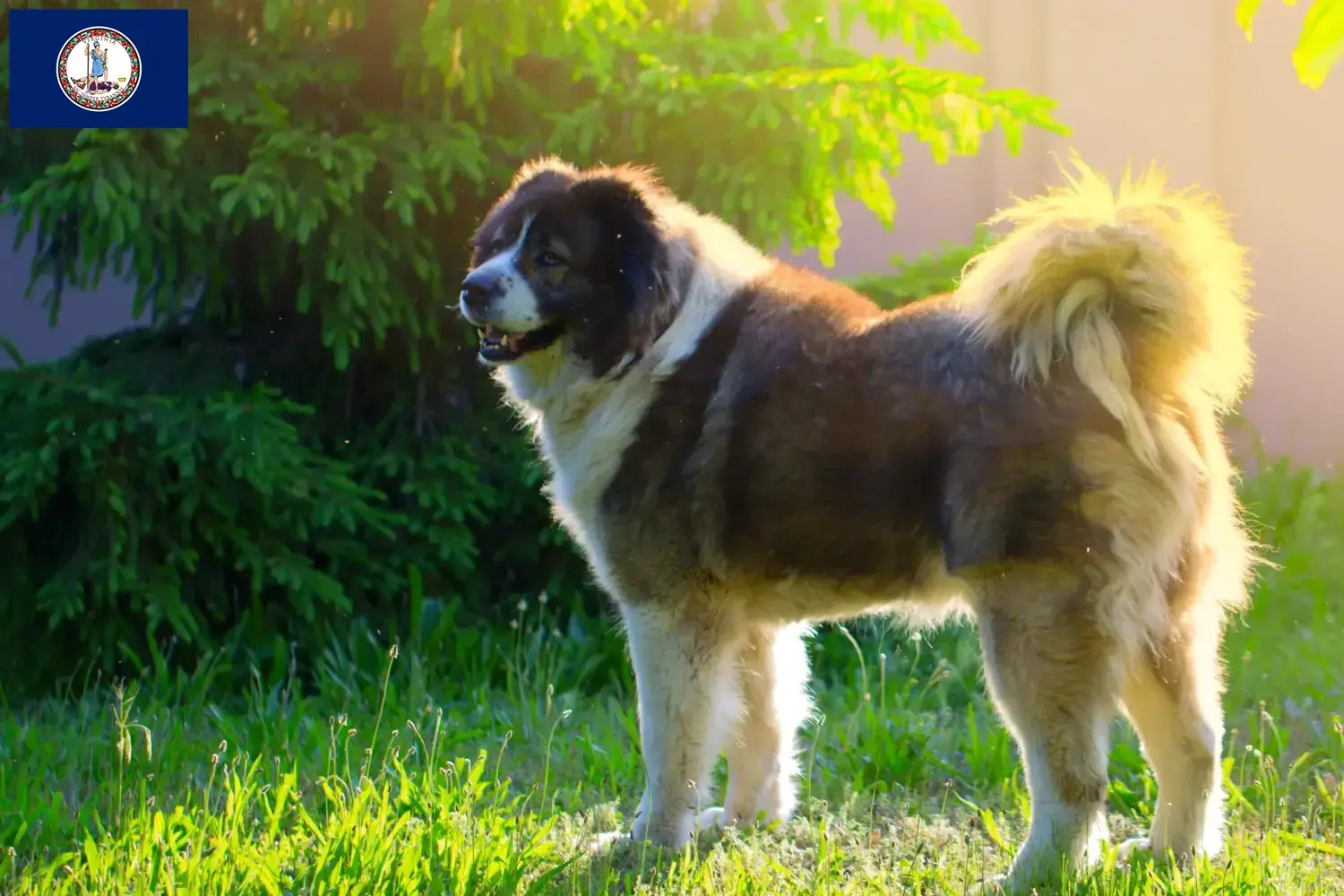 Caucasian Shepherd puppies and breeder Virginia Find Caucasian Shepherd Dog breeders in Virginia.