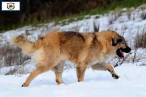 Read more about the article Caucasian Shepherd Dog Breeder and Puppies in West Virginia