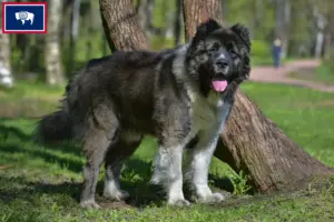 Read more about the article Caucasian Shepherd Dog Breeder and Puppies in Wyoming