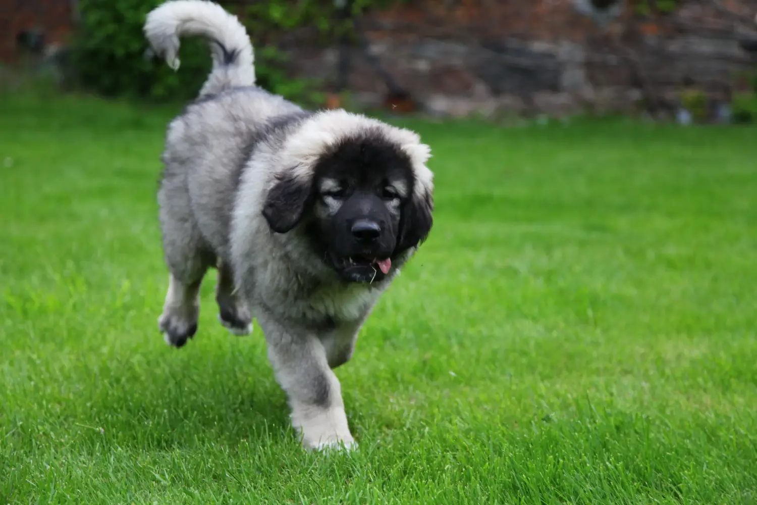 Buying a Caucasian Shepherd puppy means taking responsibility! Buy Caucasian Shepherd puppies.