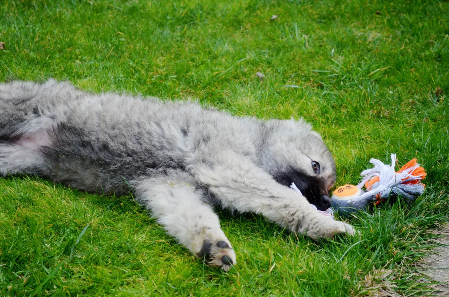 Buying a Caucasian Shepherd puppy means taking responsibility! Buy Caucasian Shepherd puppies.