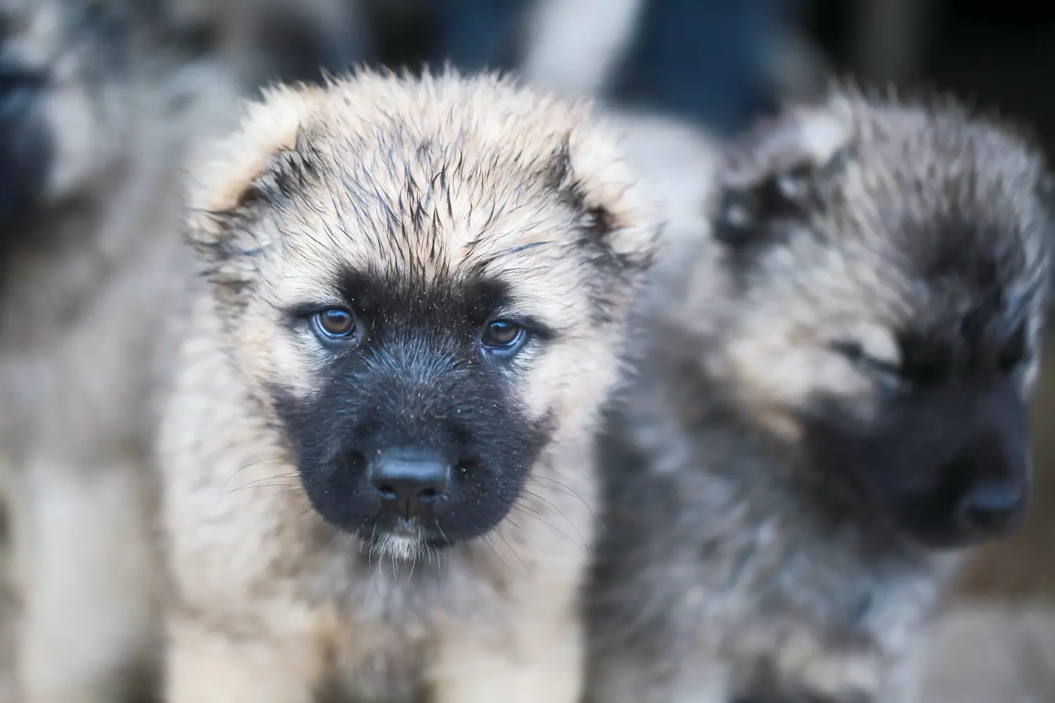 Buying a Caucasian Shepherd puppy means taking responsibility! Buy Caucasian Shepherd puppies.