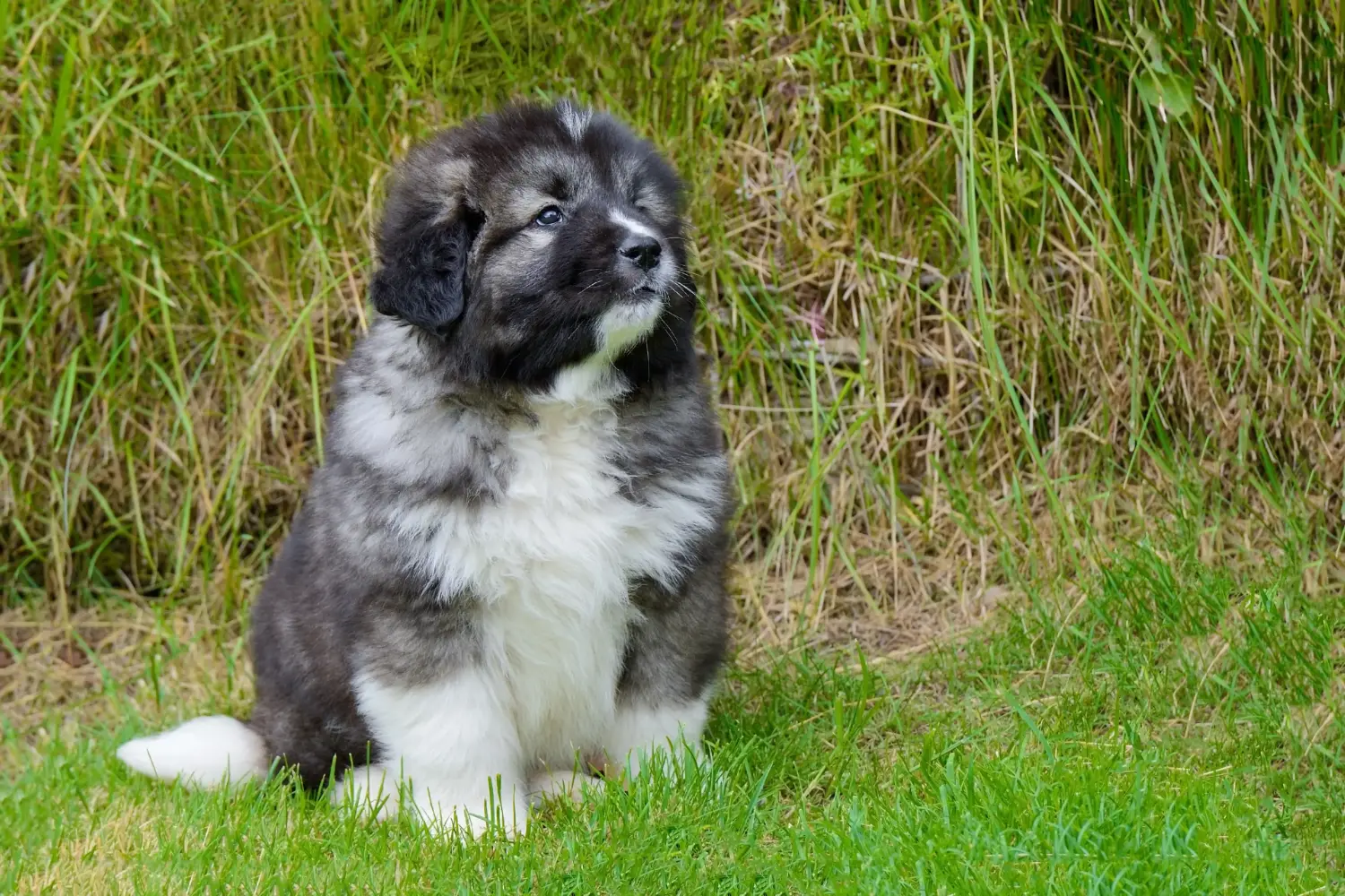 Buying a Caucasian Shepherd puppy means taking responsibility! Buy Caucasian Shepherd puppies.