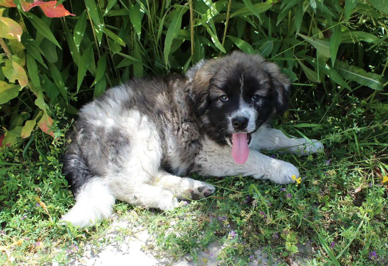 Buying a Caucasian Shepherd puppy means taking responsibility! Buy Caucasian Shepherd puppies.