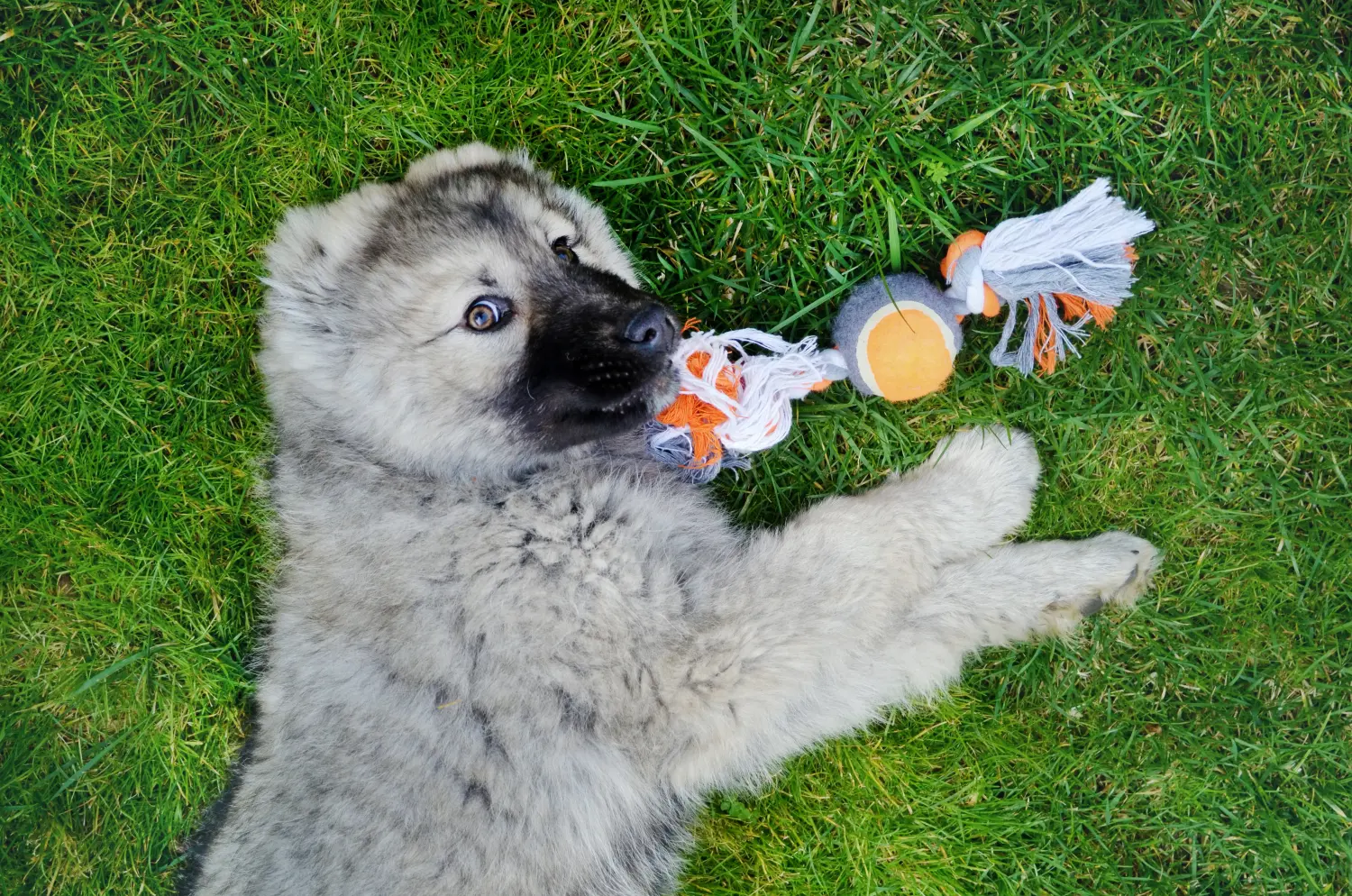 Buying a Caucasian Shepherd puppy means taking responsibility! Buy Caucasian Shepherd puppies.