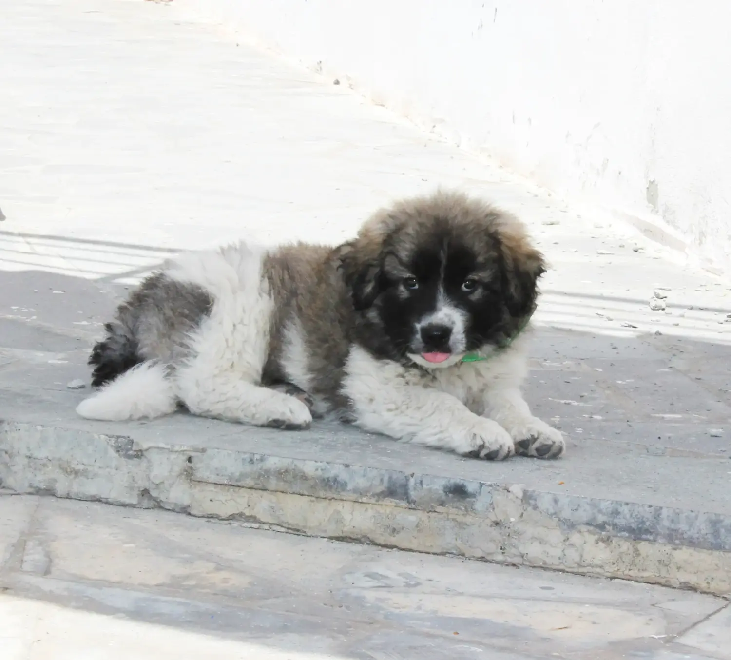 Buying a Caucasian Shepherd puppy means taking responsibility! Buy Caucasian Shepherd puppies.