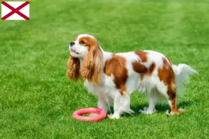 Read more about the article Cavalier King Charles Spaniel breeders and puppies in Alabama