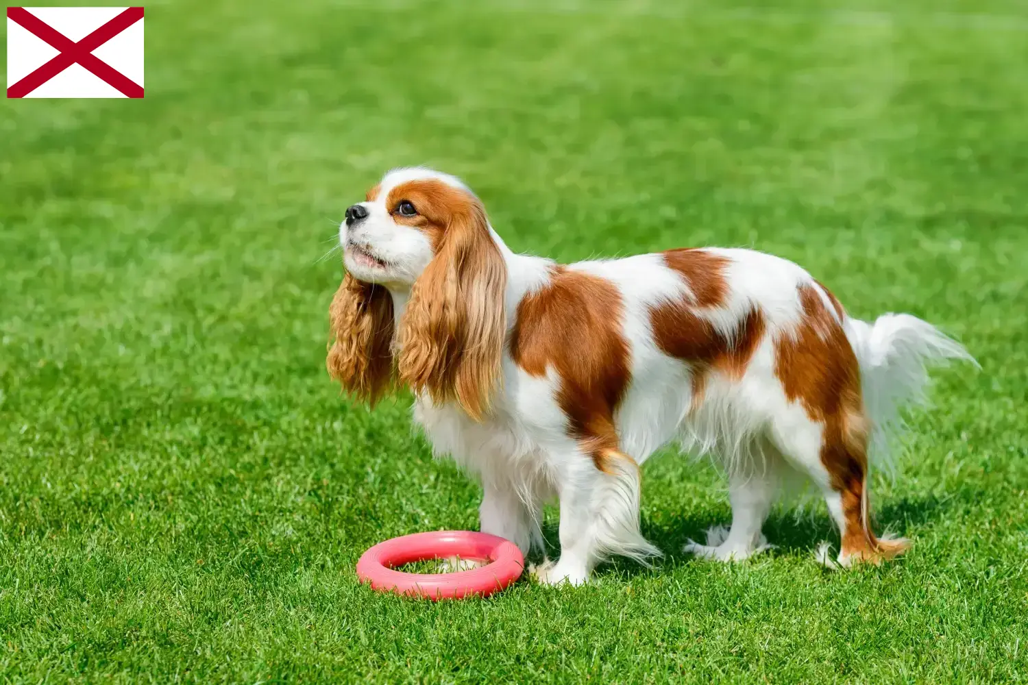 Cavalier King Charles Spaniel puppies and breeders Alabama Find Cavalier King Charles Spaniels breeders in Alabama.