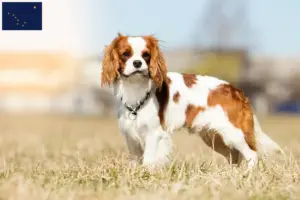 Read more about the article Cavalier King Charles Spaniel breeders and puppies in Alaska