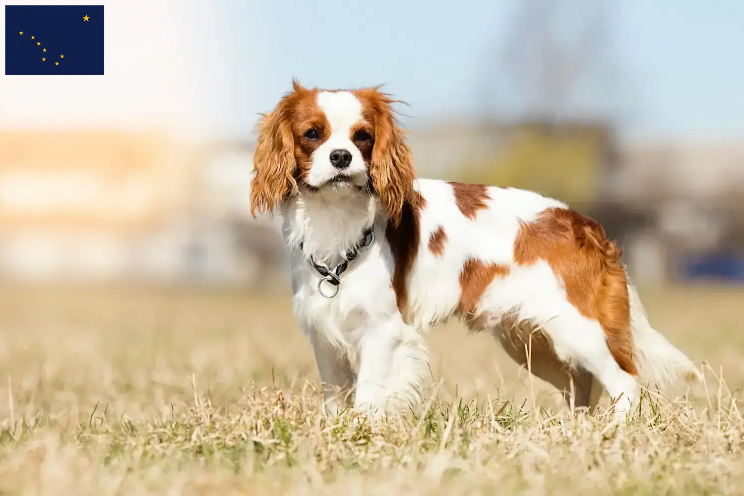 Cavalier King Charles Spaniel puppies and breeder Alaska Find Cavalier King Charles Spaniels breeders in Alaska.