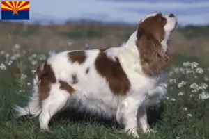 Read more about the article Cavalier King Charles Spaniel breeders and puppies in Arizona