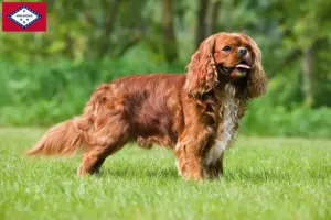 Read more about the article Cavalier King Charles Spaniel breeders and puppies in Arkansas