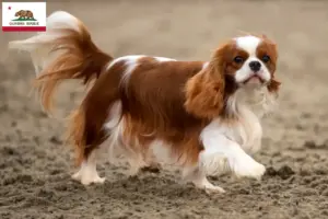 Read more about the article Cavalier King Charles Spaniel breeders and puppies in California