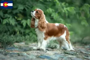 Read more about the article Cavalier King Charles Spaniel breeders and puppies in Colorado