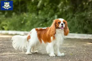 Read more about the article Cavalier King Charles Spaniel breeders and puppies in Connecticut