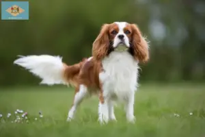 Read more about the article Cavalier King Charles Spaniel breeders and puppies in Delaware