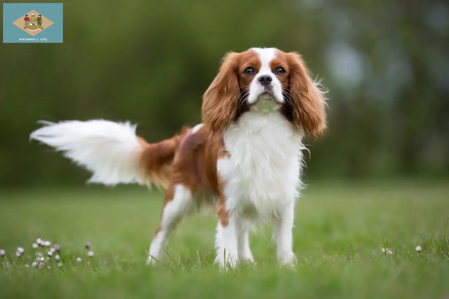 Read more about the article Cavalier King Charles Spaniel breeders and puppies in Delaware