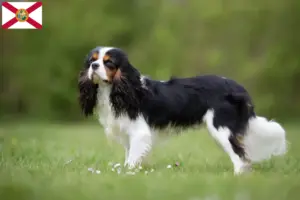 Read more about the article Cavalier King Charles Spaniel breeders and puppies in Florida