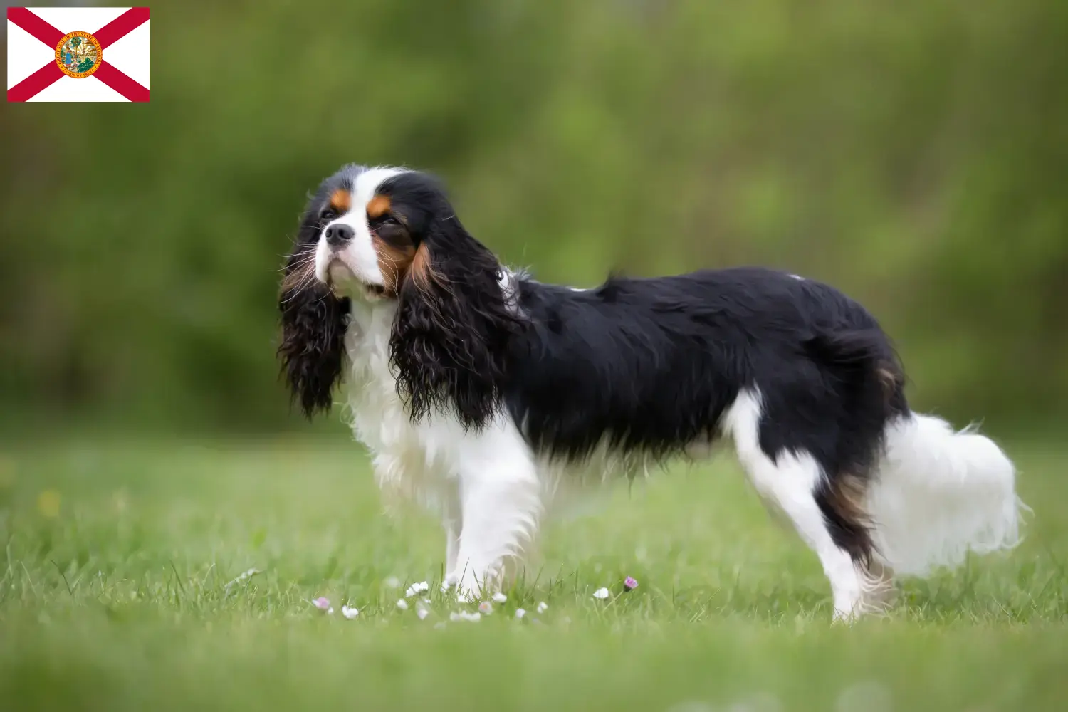 Cavalier King Charles Spaniel puppies and breeders Florida Find Cavalier King Charles Spaniels breeders in Florida.