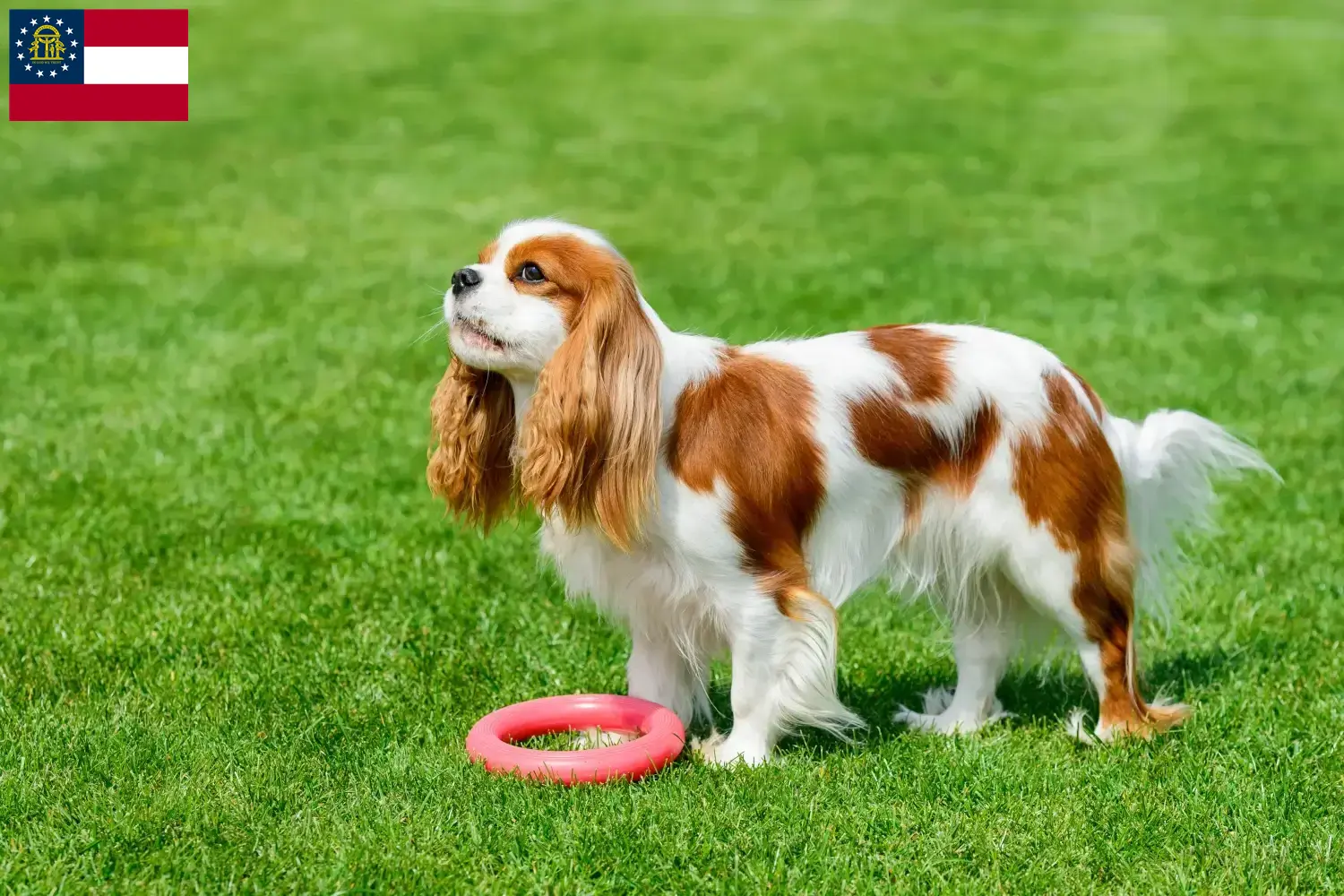 Cavalier King Charles Spaniel puppies and breeder Georgia Find Cavalier King Charles Spaniels breeders in Georgia.