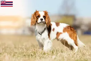 Read more about the article Cavalier King Charles Spaniel breeders and puppies in Hawaii