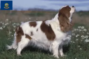 Read more about the article Cavalier King Charles Spaniel breeders and puppies in Idaho