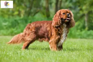 Read more about the article Cavalier King Charles Spaniel breeders and puppies in Illinois