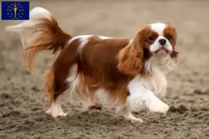 Read more about the article Cavalier King Charles Spaniel breeders and puppies in Indiana