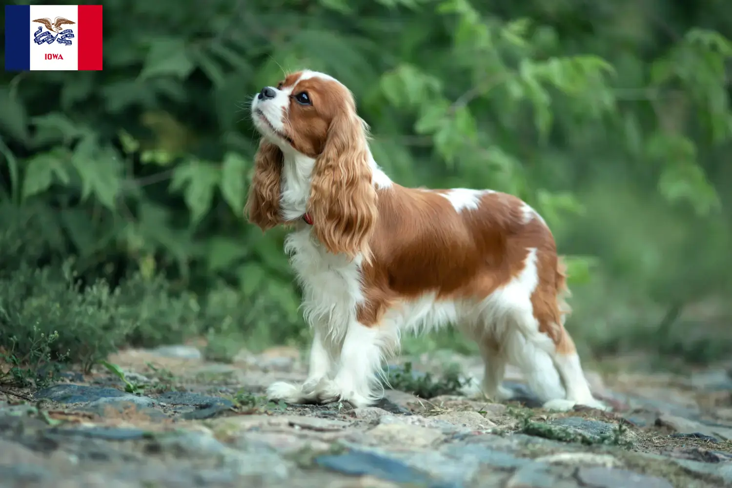 Cavalier King Charles Spaniel puppies and breeders Iowa Find Cavalier King Charles Spaniels breeders in Iowa.