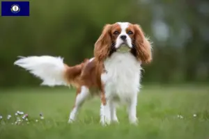 Read more about the article Cavalier King Charles Spaniel breeders and puppies in Kentucky