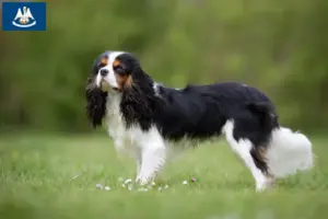 Read more about the article Cavalier King Charles Spaniel breeders and puppies in Louisiana