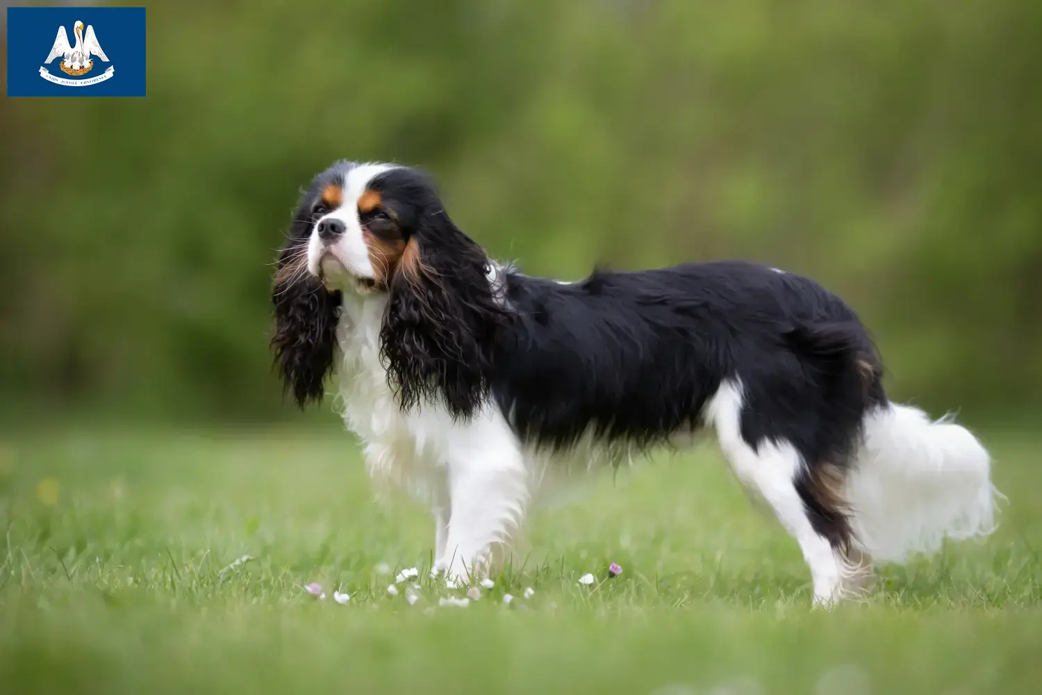 Cavalier King Charles Spaniel puppies and breeders Louisiana Find Cavalier King Charles Spaniels breeders in Louisiana.
