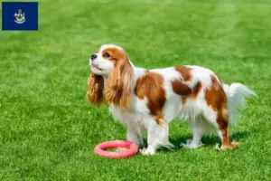 Read more about the article Cavalier King Charles Spaniel breeders and puppies in Maine