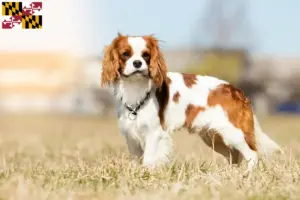 Read more about the article Cavalier King Charles Spaniel breeders and puppies in Maryland