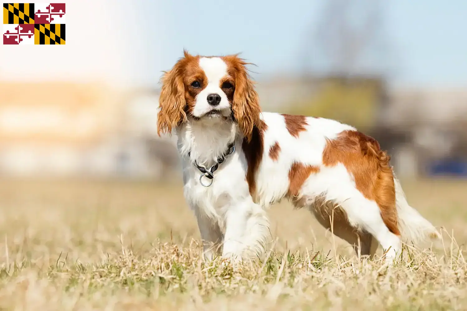 Cavalier King Charles Spaniel puppies and breeder Maryland Find Cavalier King Charles Spaniels breeders in Maryland.