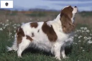 Read more about the article Cavalier King Charles Spaniel breeders and puppies in Massachusetts
