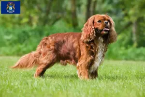 Read more about the article Cavalier King Charles Spaniel breeders and puppies in Michigan