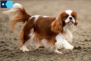 Read more about the article Cavalier King Charles Spaniel breeders and puppies in Minnesota