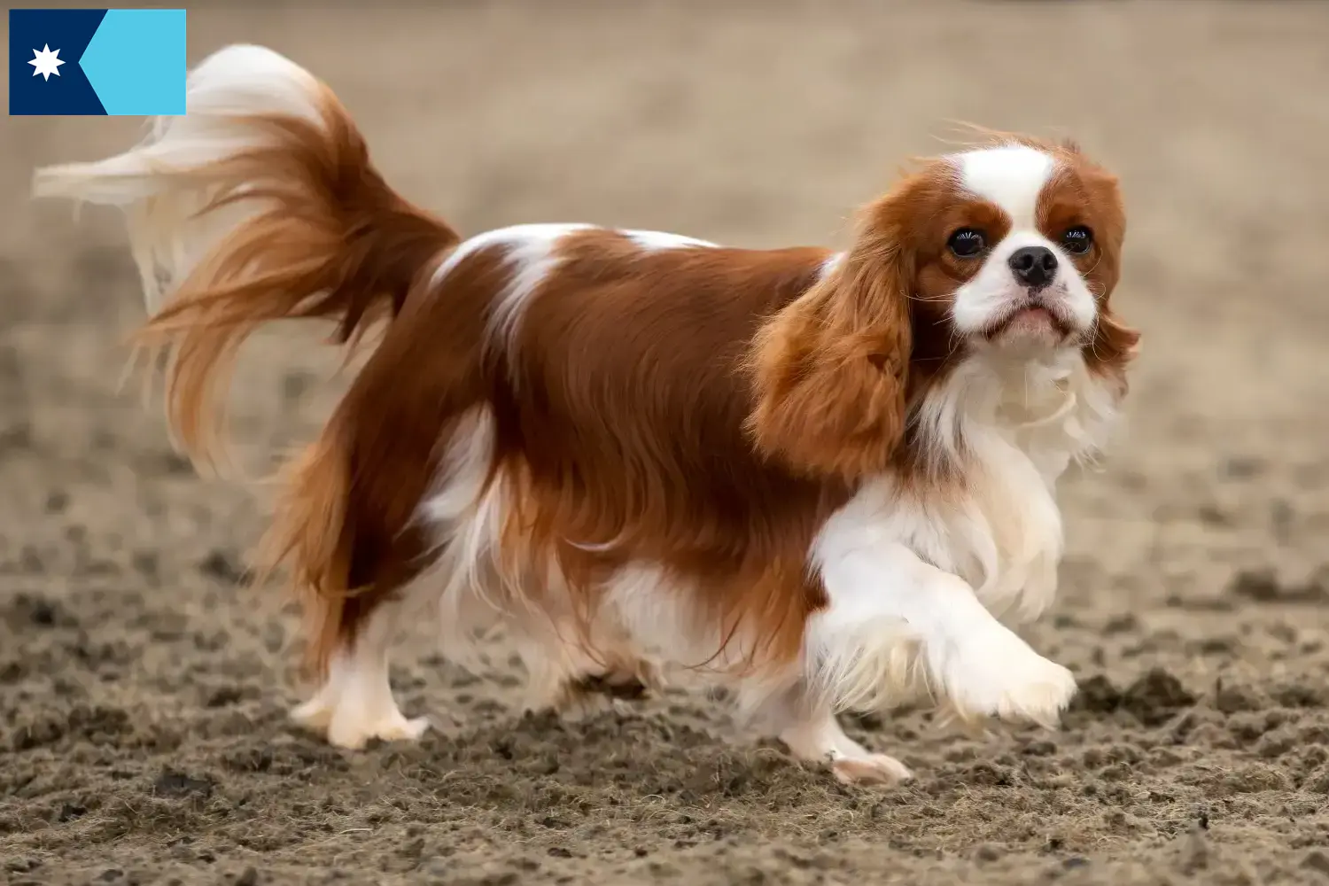 Cavalier King Charles Spaniel puppies and breeders Minnesota Find Cavalier King Charles Spaniels breeders in Minnesota.