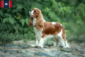 Read more about the article Cavalier King Charles Spaniel breeders and puppies in Mississippi