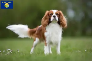 Read more about the article Cavalier King Charles Spaniel breeders and puppies in Montana